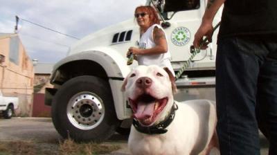 Pit Bulls and Parolees