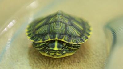Dr. K's Exotic Animal ER