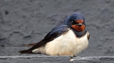 Springwatch