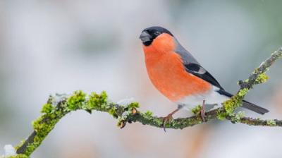 Winterwatch