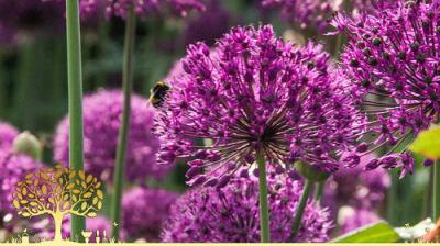 Gardeners' World
