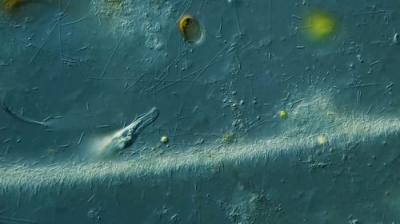 Journey to the Microcosmos