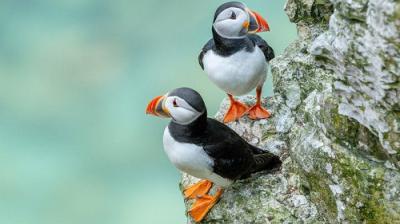 Springwatch