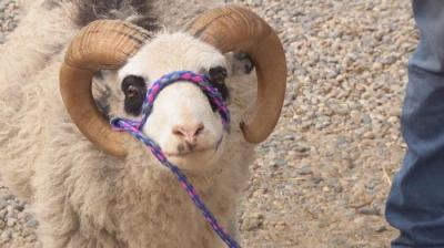 The Incredible Dr. Pol