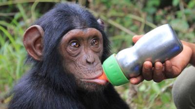 Rescued Chimpanzees of the Congo with Jane Goodall