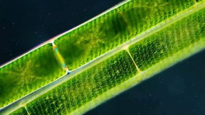 Journey to the Microcosmos