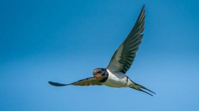 Springwatch