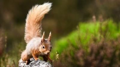 Springwatch
