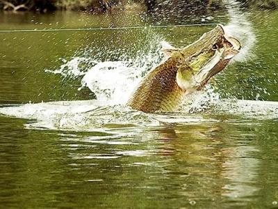 River Monsters