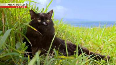 A Cat's-Eye View of Japan