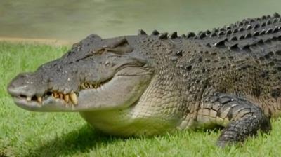 Crikey! It's the Irwins