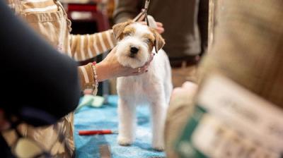 Crufts