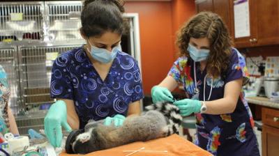 Dr. K's Exotic Animal ER