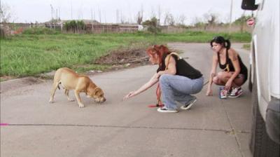 Pit Bulls and Parolees