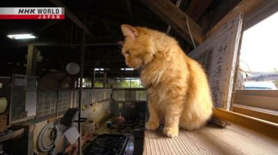 A Cat's-Eye View of Japan