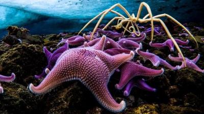 Septyni pasauliai, viena planeta