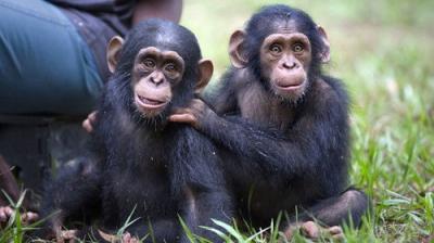 Rescued Chimpanzees of the Congo with Jane Goodall