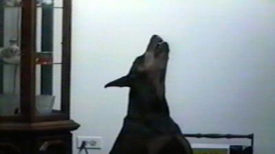 Funniest Pets & People