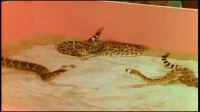 Mutual of Omaha's Wild Kingdom