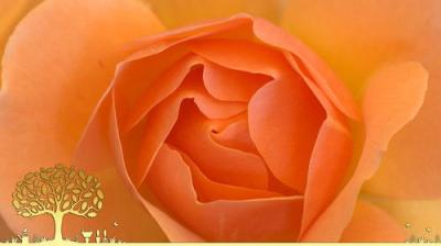 Gardeners' World