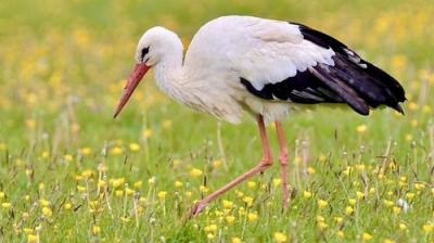 Springwatch