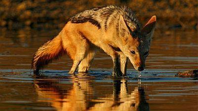 Natural World