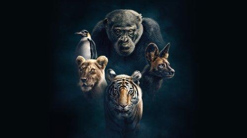 Dynasties filmas žiurėti online