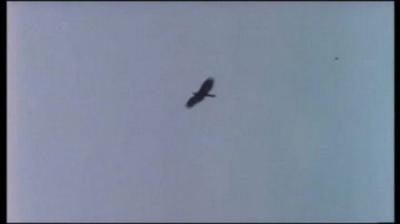 Mutual of Omaha's Wild Kingdom
