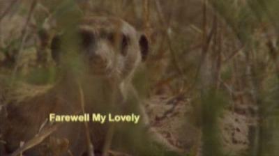 Meerkat Manor