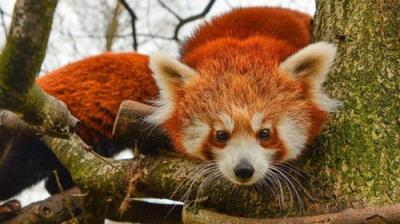 The Secret Life of the Zoo