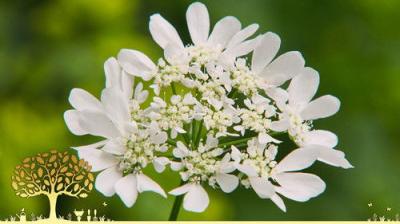 Gardeners' World