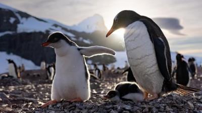 Secrets of the Penguins