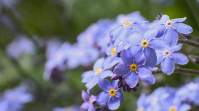 Gardeners' World