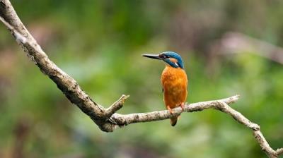 Springwatch
