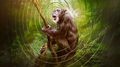 Earthsounds filmas žiurėti online