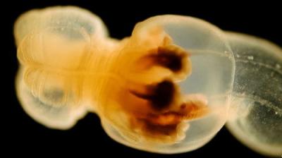 Journey to the Microcosmos