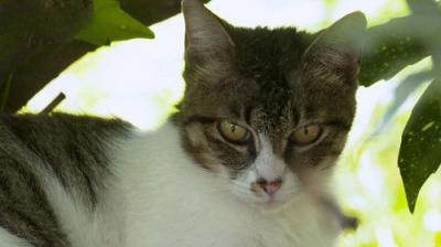 A Cat's-Eye View of Japan