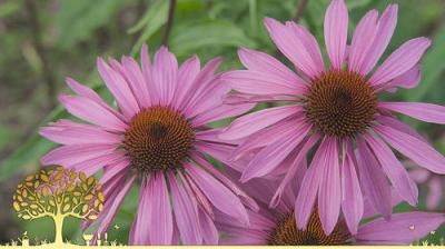 Gardeners' World
