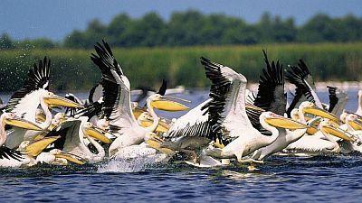 Natural World