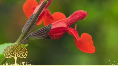 Gardeners' World