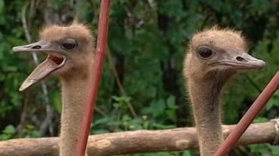 I'm a Celebrity...Get Me Out of Here!
