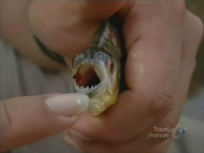 Anthony Bourdain: No Reservations