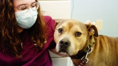 Pop Goes the Vet with Dr. Joya