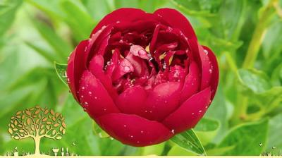 Gardeners' World
