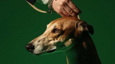 Crufts