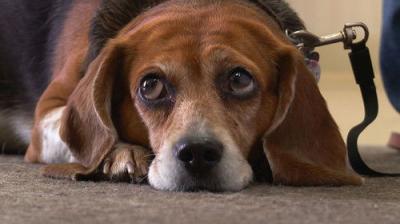 The Incredible Dr. Pol