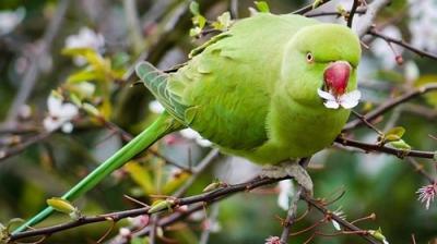 Springwatch