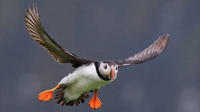 Springwatch