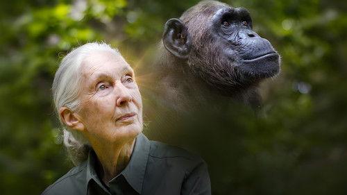 Rescued Chimpanzees of the Congo with Jane Goodall filmas žiurėti online