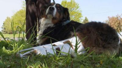 The Incredible Dr. Pol